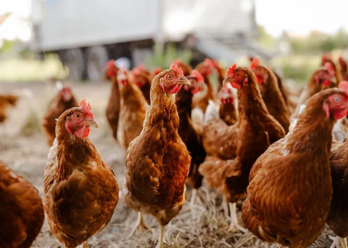 Achter De Hoef Whg 5 بيت للعطل *