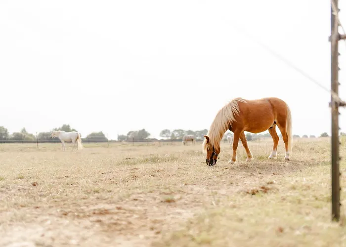 بيت للعطل Achter De Hoef Whg 5 *